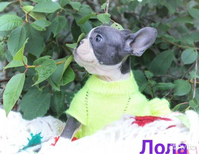 В Джазе только Девушки