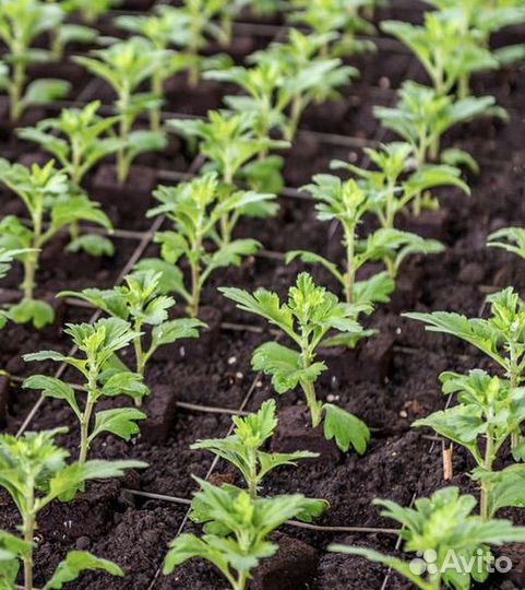 Рассада многолетних цветов