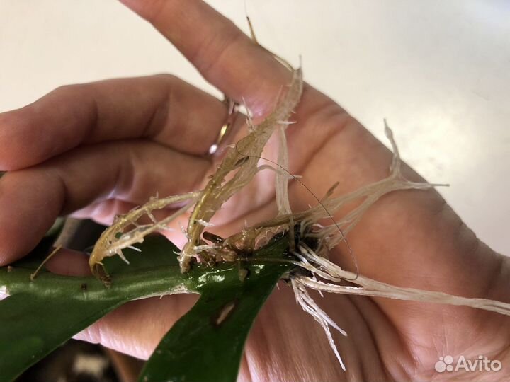 Комнатное растение Марниера