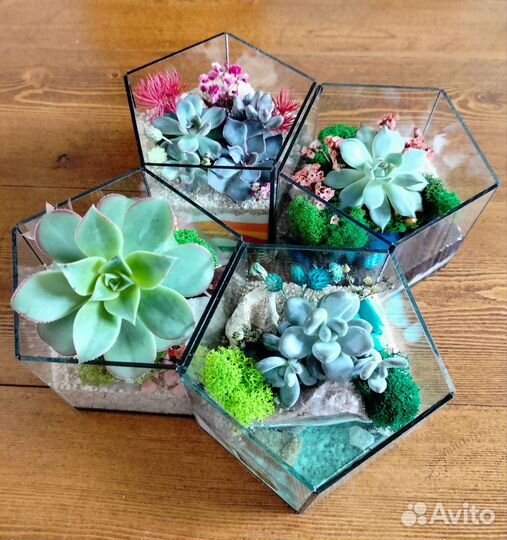 Флорариум, подарок, букет учителю, цветы