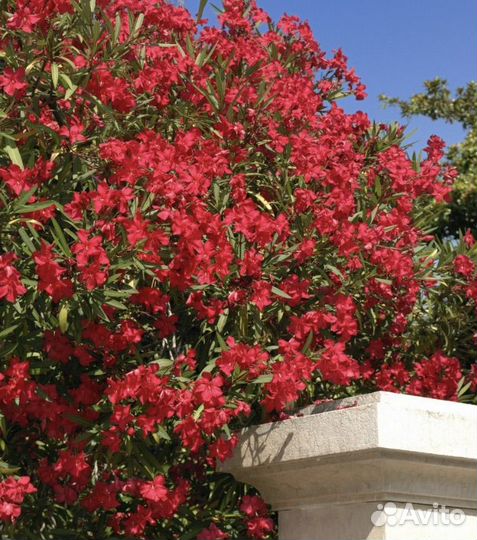 Семена Олеандра