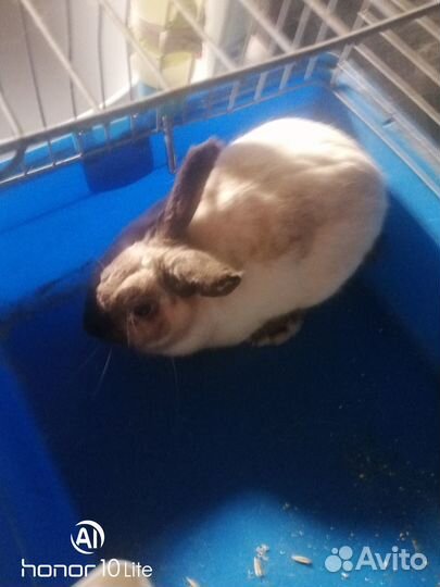 Кролик Мальчик декоративный