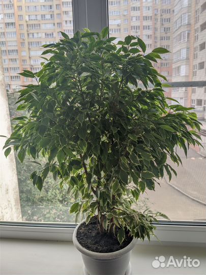 Фикус бенджамина