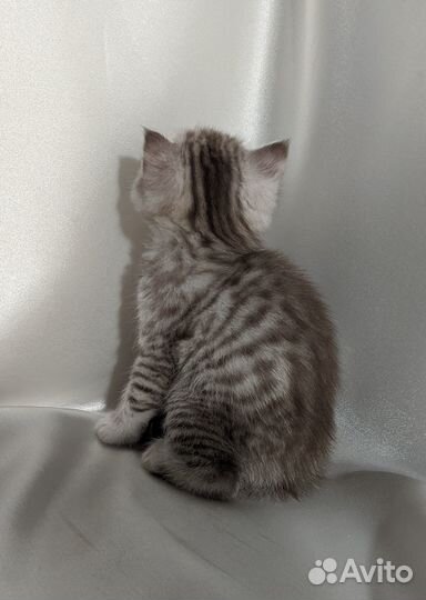 Британский котенок