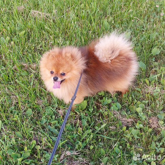 Померанский шпиц вязка