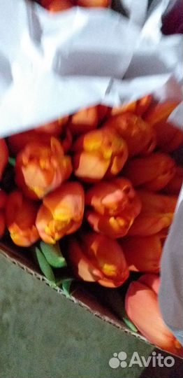 Цветы тюльпаны