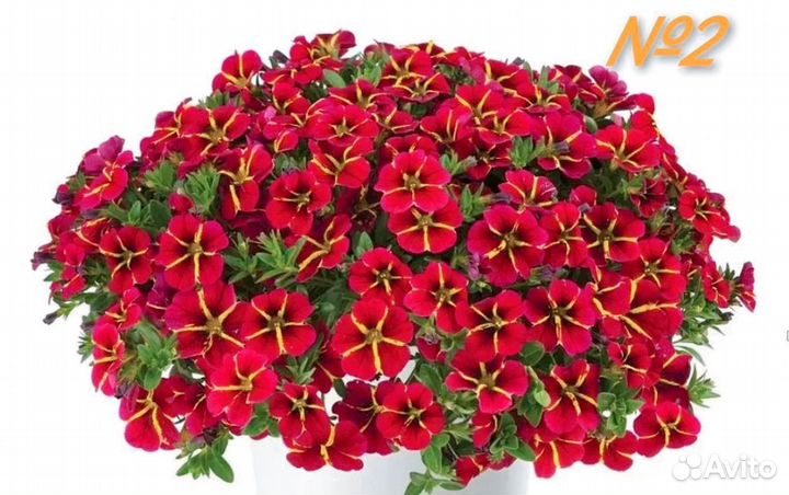 Черенки вегетативной калибрахоа