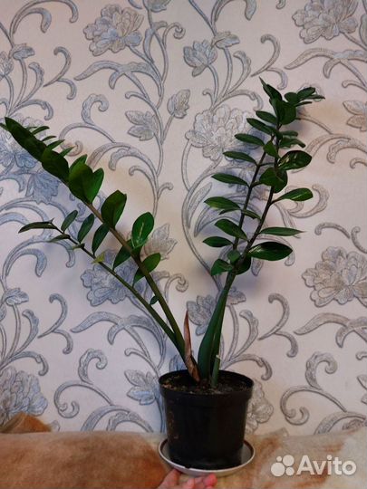 Продам Замиокулькас