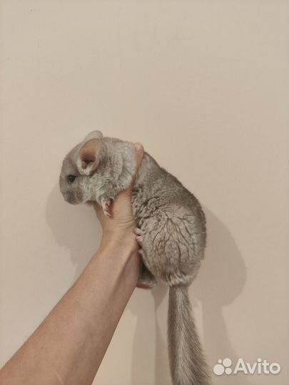 Шиншилла девочка гетеробежевая