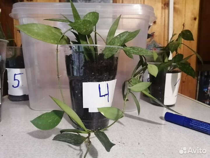 Хойя Грацилис