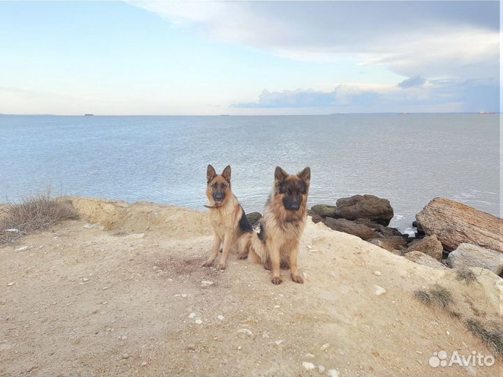 Ищем невесту