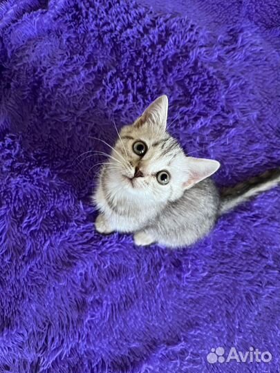 Отдам в добрые руки кошку британку