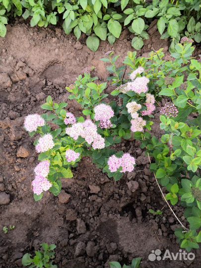 Саженцы спиреи японской