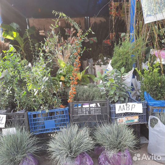 Саженцы плодовых деревьев и декоративные растения