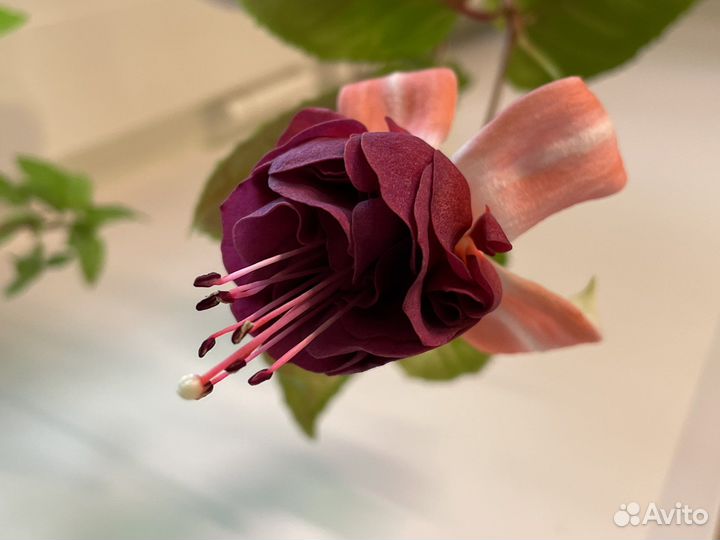 Фуксия Kasteel Van Love