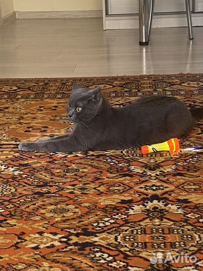 Шотландская кошка