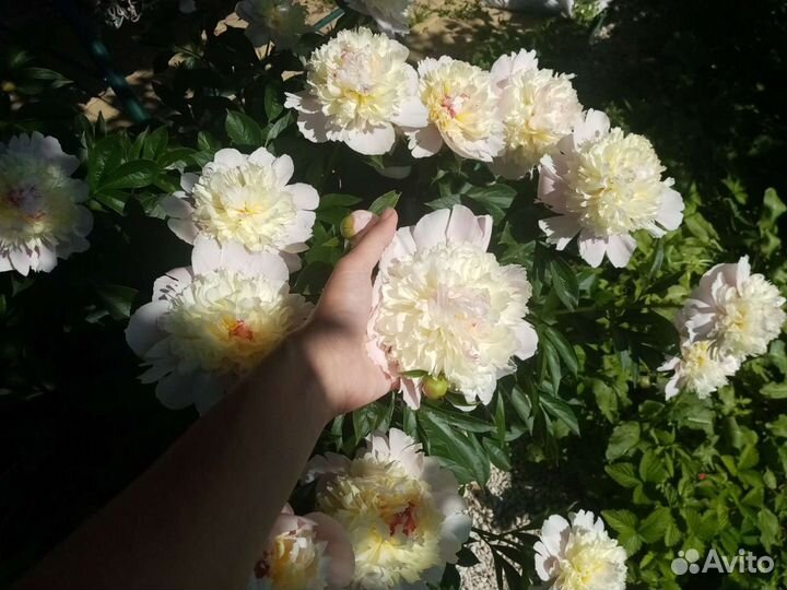 Многолетние цветы