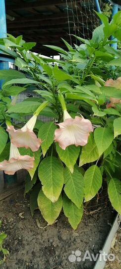 Бругмансия