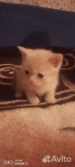 Малышки Шотландские