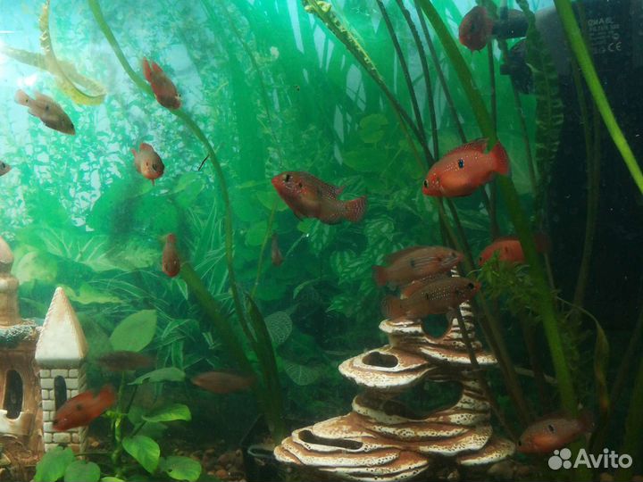 Продаются аквариумные рыбы