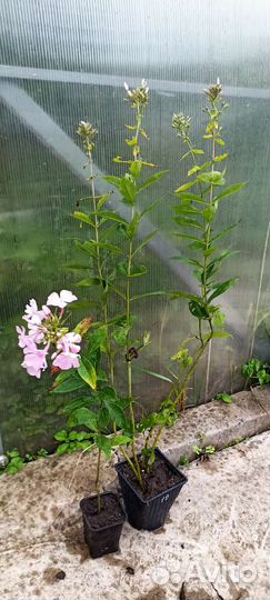 Флокс цвет яблони