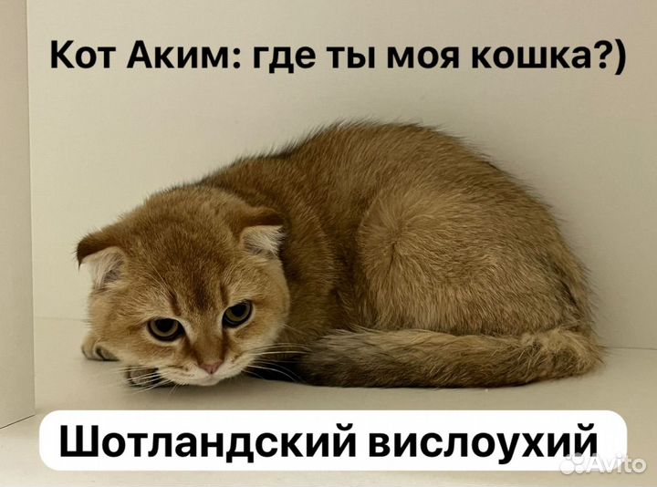 Животные вязка