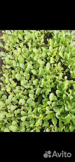 Рассада овощей