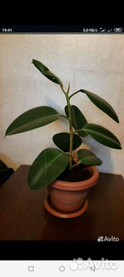 Юкка- Пальма