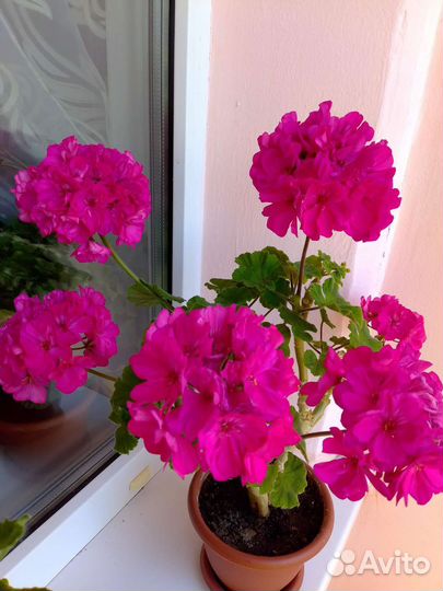 Пеларгония герань