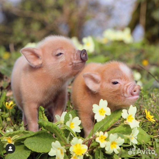 Грузчик на мясокомбинат/Вахта/Саранск