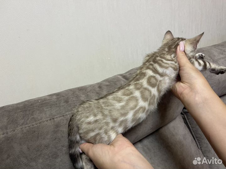 Бенгалята готовы к перезду