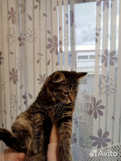 Кот в добрые руки