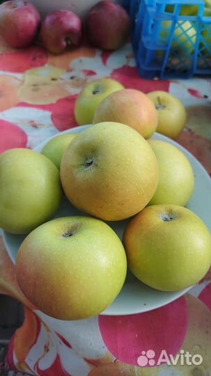Яблоки зимние