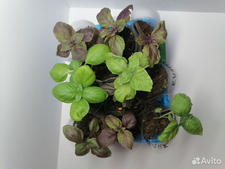 Перец острый комнатный, базилик