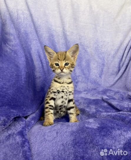 SavannahF1/саваннаф1