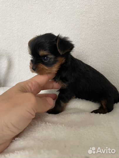 Йоркширский терьер микро мальчик