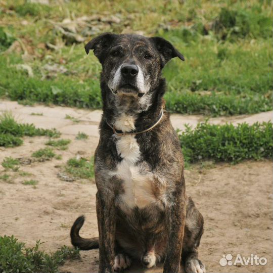 Стаффорд в дар