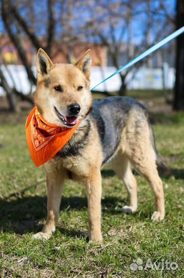 Феникс мечтает стать нужным