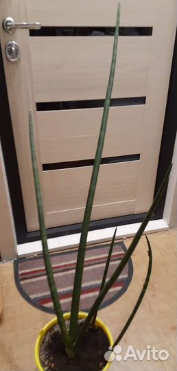 Сансевиерия цилиндрическая