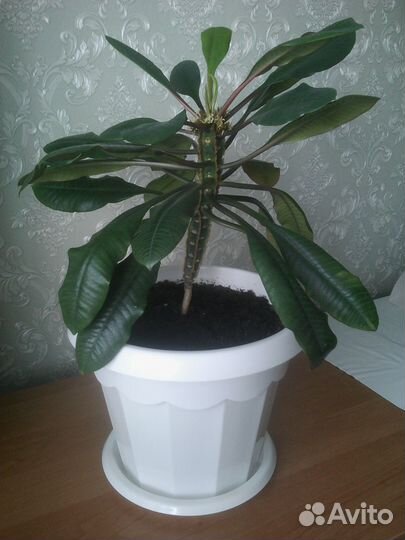 Эуфорбия молочай беложильчатый