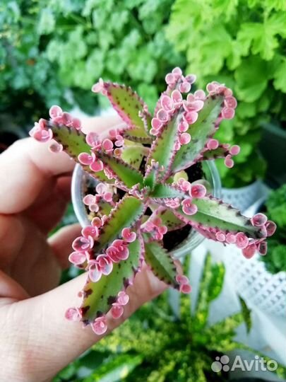 Суккуленты