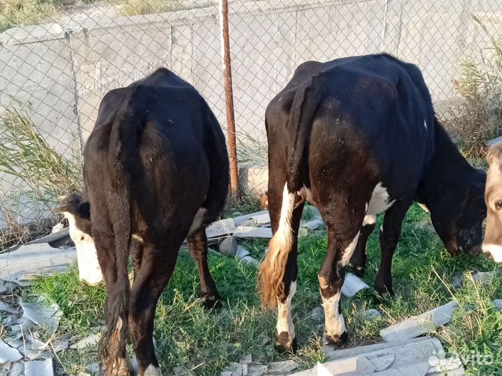 Корова телка