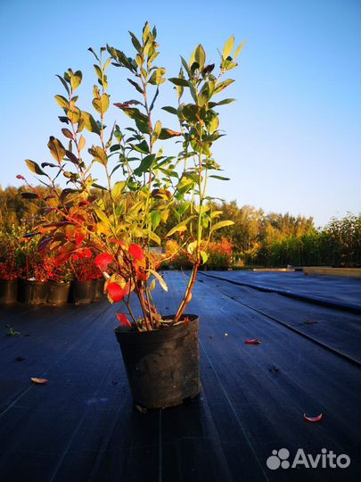 Саженцы плодовых деревьев и кустарников