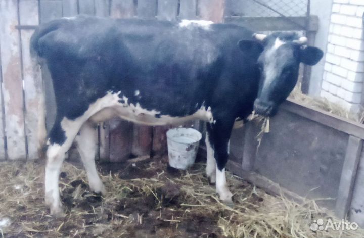 Коровы и бычок