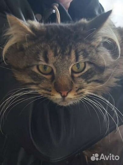 Шикарный пушистый красавец