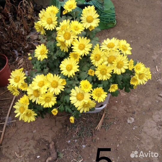 Хризантема