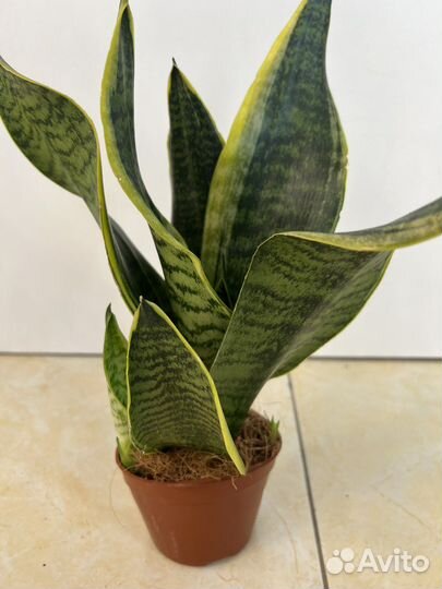 Сансевиерия