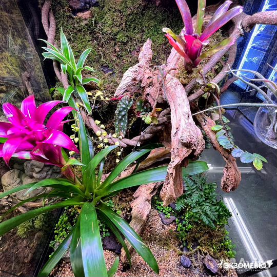 Террариум с оформлением живыми растениями