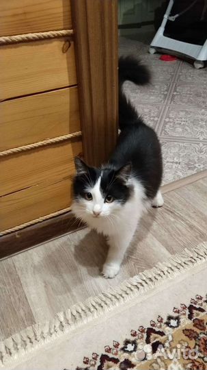 Отдам кота в добрые руки