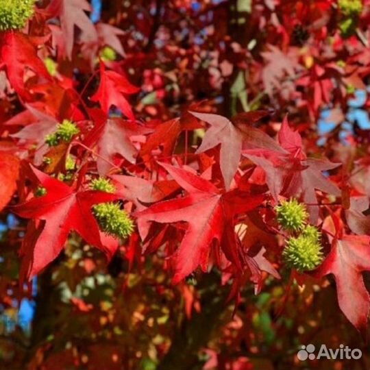 Ликвидамбар смолоносный (амбровое дерево), семена